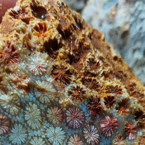 Geology Page on Instagram: "Rough Indonesian fossil coral | #Geology #GeologyPage #fossil 

Photo Copyright © Yusef Sulaeman

Geology Page 
www.geologypage.com" Fossilized Coral, Fossil Coral, Great Love, Rock N, Geology, Biology, Fossil, Coral, On Instagram