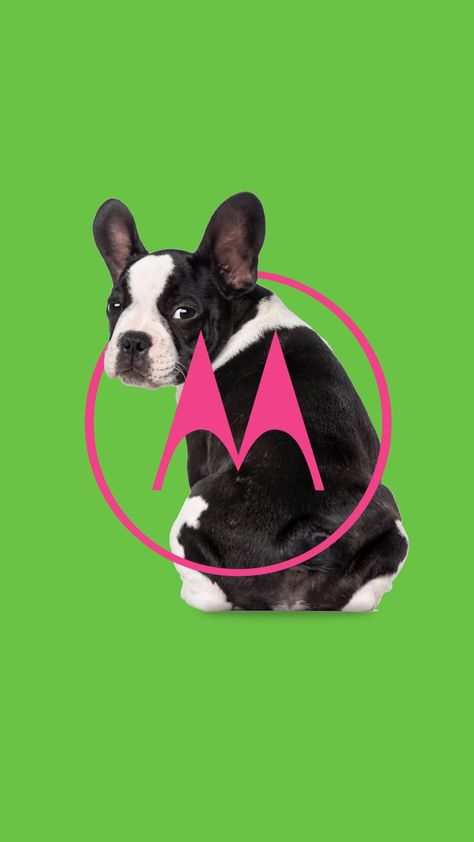 Hello Moto Motorola Wallpaper, Motorola Wallpapers, Hello Moto, Steven Universe Anime, Joker Wallpapers, Live Wallpapers, Pin It, Steven Universe, Boston Terrier