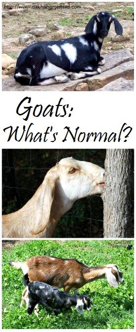 Having Goats, What Do Goats Need, How To Take Care Of Goats, What Goats Can And Cant Eat, Breeding Goats, Types Of Goats, Goat Milking, Keeping Goats, Goat Herding