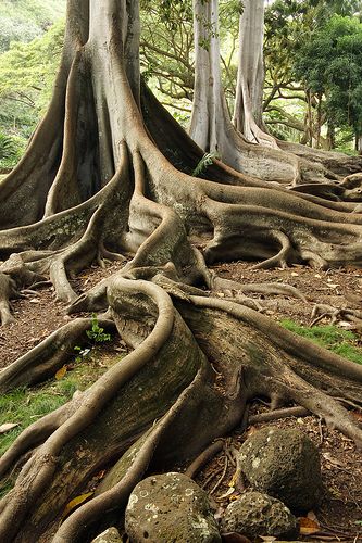 Tree Roots Landscaping, Roots Of A Tree, Weird Trees, Fig Trees, Tree Root, Tree Textures, Theme Nature, Giant Tree, Old Tree