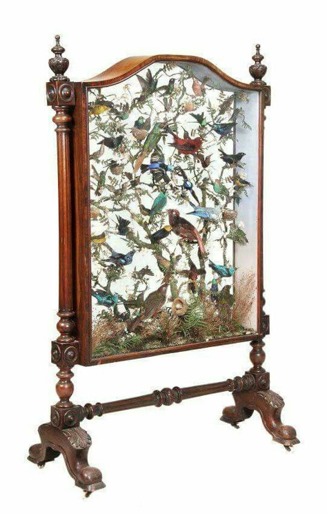 Taxidermy Display, Cabinet Of Curiosity, Victorian Furniture, Cabinet Of Curiosities, Victorian Decor, Taxidermy, Victorian Homes, Victorian Era, Antique Furniture