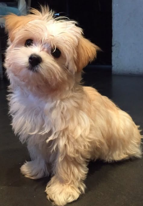 Morkie time !! Morkipoo Puppies, Puppies Morkies, Morkie Dogs, Morkie Puppies, Dog Haircuts, Photos With Dog, Havanese Puppies, Havanese Dogs, Poodle Puppy