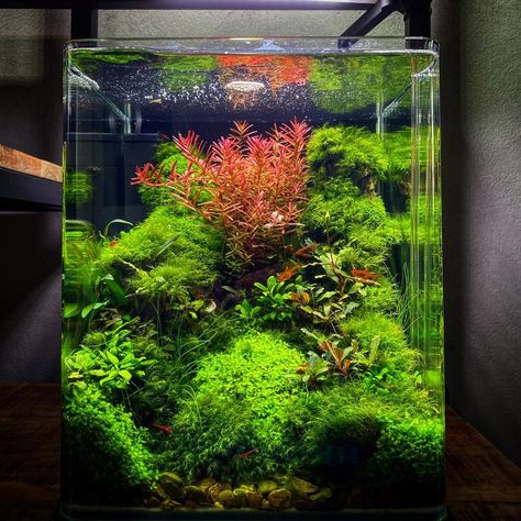 Self Sufficient Fish Tank, Small Tank Ideas, Fish Tank With Live Plants, Live Plant Fish Tank, Aqua Scape, Small Planted Tank, Self Sustaining Aquarium, Gosh Tank Ideas, Self Sustaining Terrarium Fish Tanks