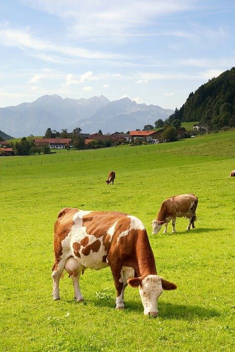 Hf Cow, Dairy Farming, Cow Photography, Country Photography, Cow Calf, Bavaria Germany, Arte Animal, Country Farm, Cute Cows