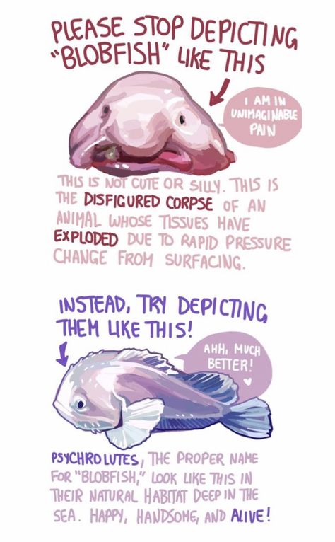 Biology Inspired Art, Blobfish Aesthetic, Types Of Sea Creatures, Marine Biology Facts, Blob Fish Drawing, Sea Creature Drawings, Sea Facts, Marine Life Drawing, Fish Anatomy