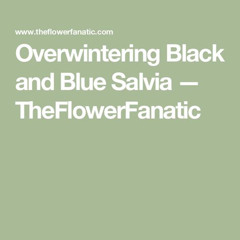 Overwintering Black and Blue Salvia — TheFlowerFanatic Black And Blue Salvia, Blue Salvia, Miracle Grow, Planting Tulips, Overwintering, Yard Work, Head Start, Outdoor Plants, Lessons Learned