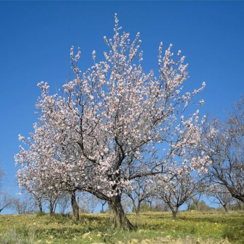 Almond Fruit, Tree Buds, California Backyard, Almond Flower, End Of Spring, California Almonds, Edible Seeds, Almond Tree, Tree Pruning