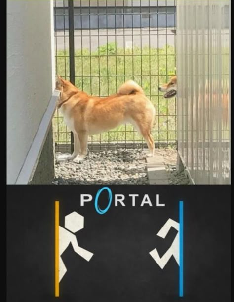 shibe portal Portal Memes, Portal Game, Portal 2, Image Memes, Top Memes, Awkward Moments, Popular Memes, Dankest Memes, Funny Images