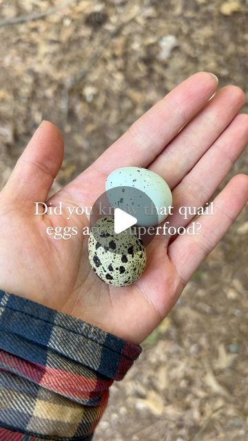 Quail Eggs Benefits, Autumn Chicken, Brain And Nervous System, Egg Benefits, Cell Growth, Quail Eggs, April 20, Free Radicals, Abc