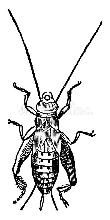 House Cricket Pupa vintage illustration. House Cricket Pupa originally from the Middle East and North Africa the insect is found vintage line drawing or royalty free illustration Cricket Insect, Bugs Drawing, Insect Clipart, Bug Tattoo, Tasteful Tattoos, Hand Poked Tattoo, Fancy Art, Engraving Illustration, Line Art Tattoos