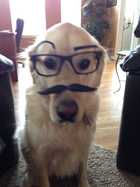 Golden Photoshop Challenge, Pictures Of Pets, Uk Icon, Dog With Glasses, 2013 Swag Era, Pictures Funny, Silly Dogs, Silly Animals, Silly Pictures