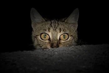 Cat Dark Peeking Over Wall Tapetum Lucidum, Cat Purr, What Cat, Cat Care Tips, Manx, Cat Behavior, Cat Playing, Cat Care, Happy Cat