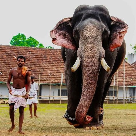 Kerala Elephant Photography, Kerala Elephant, Animals Planet, Elephant Photography, Elephants Photos, Painting References, Wild Animals Pictures, Animals Pictures, Tanjore Painting