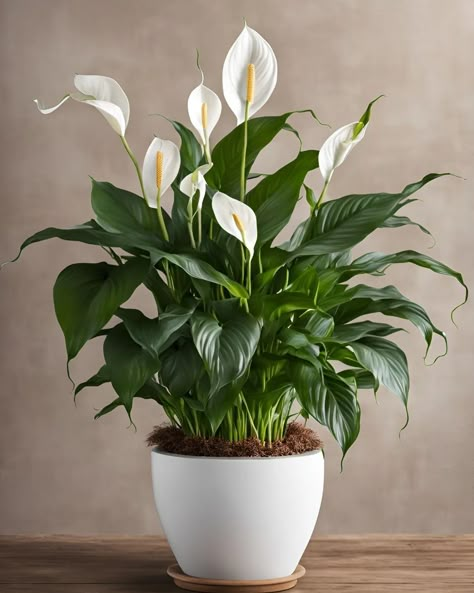 Peace Lily Peace Lily Sensation, Japanese Peace Lily, Peace Lillies, Peace Lily Plant, English Farmhouse, Porch Plants, Couple Room, Hudson Homes, Diy Garden Fountains