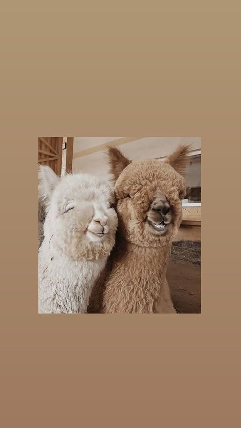 Cute Alpaca Aesthetic, Nina Stajner, Aesthetic Profile Picture Cartoon Soft, Cute Alpaca, Cute Llama, Iphone Wallpaper Pattern, Baby Horses, Cute Cat Wallpaper, Lovely Creatures