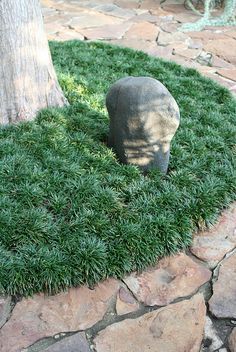 dwarf mondo grass.....Nice uniform,clean look.. Maybe around the roses? Ophiopogon Japonicus, Monkey Grass, Evergreen Groundcover, Types Of Grass, Low Maintenance Landscaping, Low Maintenance Garden, Ground Cover Plants, Ornamental Grasses, The Grass