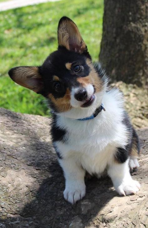 Pembroke Welsh Corgi Tricolor, Black Corgi, Puppy Training Guide, Welsh Corgi Pembroke, Pembroke Welsh Corgi Puppies, Welsh Corgi Puppies, Corgi Pembroke, Getting A Puppy, Corgi Puppy