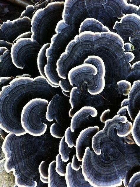 Form In Art, Natural Form Art, Geometry In Nature, Inspiration Nature, Natural Structures, Organic Pattern, 자수 디자인, Mushroom Art, Organic Form