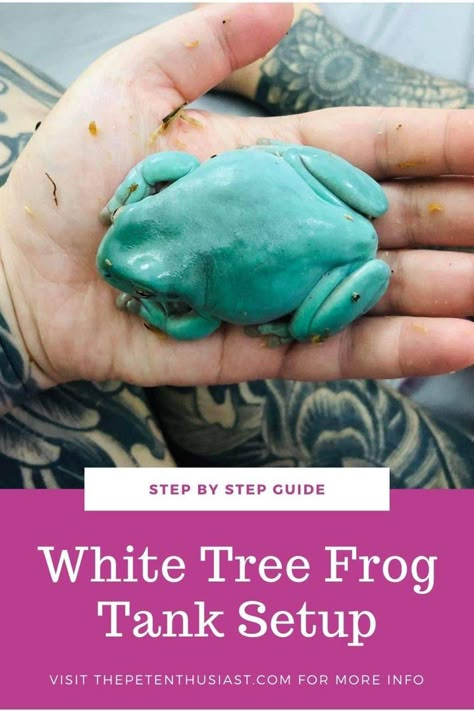 Whites Tree Frog Enclosure Ideas, Australian Whites Tree Frog, Pet Frogs Habitat, Whites Tree Frog Vivarium, Frog Habitat Aquarium, Whites Tree Frog Care, White Tree Frog Care, Whites Tree Frog Terrarium Ideas, Pet Frog Habitat Terrariums