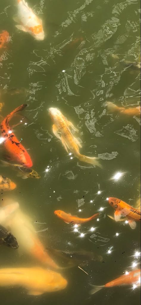 Cute Koi Fish Wallpaper, Wallpaper Backgrounds Fish, Aesthetic Koi Fish Wallpaper, Koi Wallpaper Iphone, Wallpaper Iphone Fish, Koi Widget, Wallpaper Backgrounds Japan, Light Feminine Aesthetic Wallpaper, Koi Fish Wallpaper Aesthetic