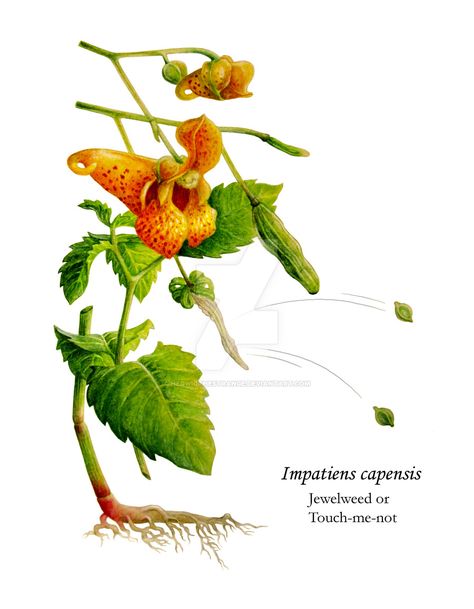 Jewelweed- popping seed pods as a kid Botany Illustration, Wildflower Tattoo, Picture Tree, Witch Garden, Earth Gift, Healing Plants, Wild Edibles, Unusual Plants, Edible Plants