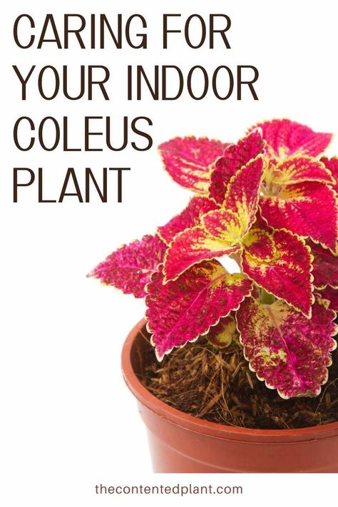 caring for your indoor coleus plant-pin image Coleus Plants Care Indoor, Coleus Plants Care, Coleus Containers, Coleus Care, Coleus Plants, Coleus Plant, Plant Indoor, Inside Plants, Indoor Plant Care