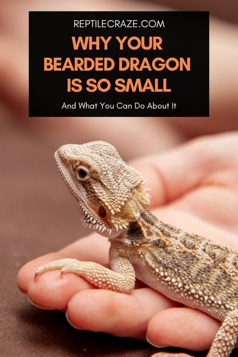 Why Your Bearded Dragon Is So Small + What You Can Do - Reptile Craze Bearded Dragon Clothes, Lizard Types, Is Something Wrong, Bearded Dragon Care, Bone Diseases, Lack Of Energy, Small Tank, Leopard Gecko, Doing Something