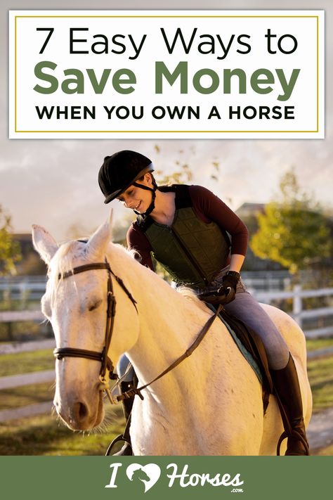 Horse Ownership For Beginners, Buying A Horse, Horse Business, Owning A Horse, Horse Ownership, Easy Ways To Save Money, Buy A Horse, Dollar Signs, Horse Knowledge