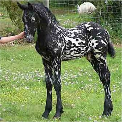 Mystic Warrior, Spotted Horse, Appaloosa Horses, Friesian Horse, Baby Horses, Appaloosa, Horse Coloring, Pretty Horses, Horse Pictures