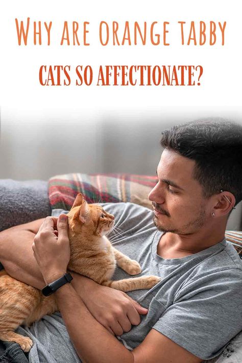 Why Are Orange Tabby Cats So Affectionate, And Is It A Dead Cert? Orange Tabby Kittens, Red Tabby Cat, Fun Facts About Cats, Yellow Cats, Tabby Kitten Orange, Cat Behavior Problems, Cat Communication, Ginger Tabby, Orange Kitty