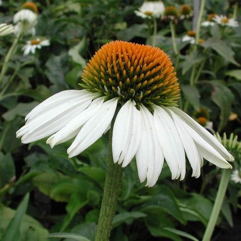 Echinacea Green Twister Coneflower for sale | Rare Roots Front House Garden, Dining Room Painting, Flowers For Cake, Plants For Landscaping, Raised Gardens, July Flowers, Misty Eyes, Garden Areas, Coastal Garden