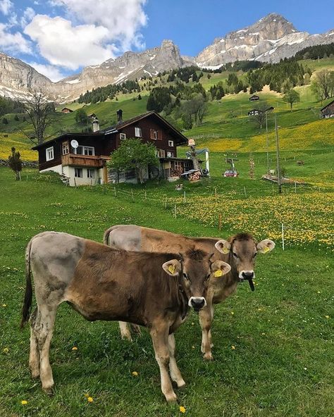 Image may contain: mountain, cloud, sky, outdoor and nature Animals In Switzerland, Farm In Switzerland, Cows In Switzerland, Switzerland Farm Aesthetic, The Alps Aesthetic, Places In Switzerland, Living In Europe, Khalid, Abandoned Places