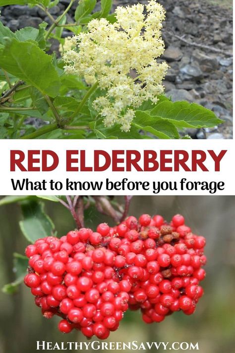 Red Elderberry, Sambucus Racemosa, Wisconsin Gardening, Foraging For Beginners, Elderberry Benefits, Foraging Guide, Homesteading Life, Elderberry Plant, Elderberry Flower