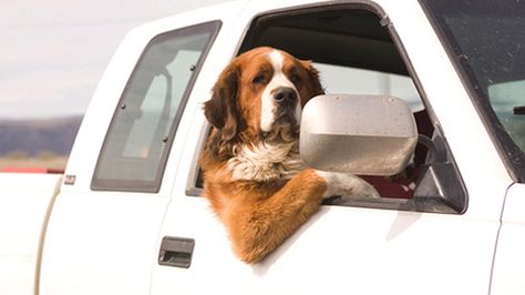 This dog chilling while enjoying the landscape. | Community Post: 24 Animals Who Went Out For A Ride Dog Car, Funny Mother, Dog Travel, Mans Best Friend, Animal Memes, Four Legged, The Window, Car Window, Dog Love