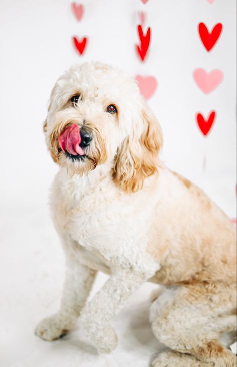 Valentine’s Day Dog Photo Shoot, Valentines Dog Photoshoot, Dog Valentines Day Photoshoot, Doggie Valentines, Dogs Photoshoot, Valentine Shoot, Pet Photoshoot, Mini Session Ideas, Valentines Shoot