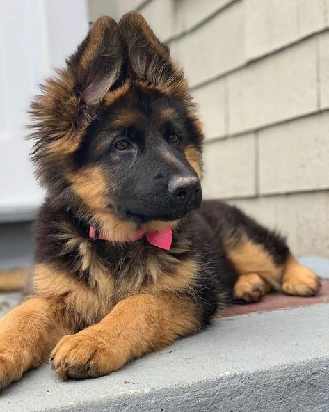 #puppy #German_shepherd_puppy #dogs #cute_puppies #cute_dogs #dogs_and_puppies King Shepherd, German Shepherd Black, German Shepherd Husky Mix, German Shepherd Husky, Cute German Shepherd Puppies, Husky Mix, Dream Dog, Shepherd Dogs, Shepherd Puppies