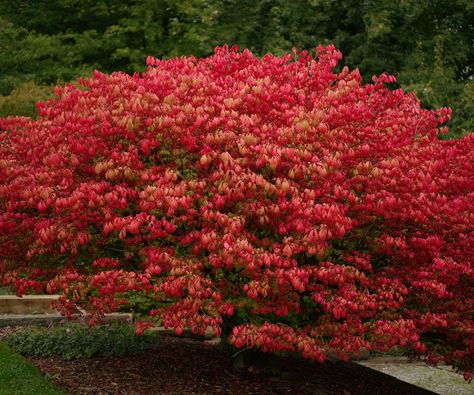 When to prune burning bush - know the right time to trim | Full Shade Shrubs, Small Flowering Shrubs, Burning Bush Shrub, Best Shrubs For Shade, Plants For Shade, Tall Shrubs, Shade Shrubs, Flowering Bushes, Decorative Plants