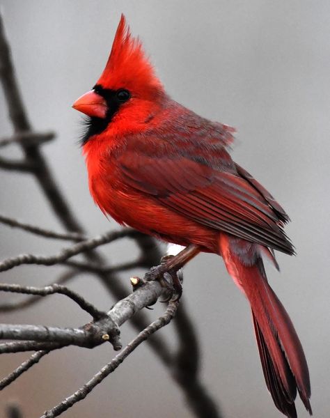 Winter Cardinal Photography, Grapevine Tattoo, Cardinal Photography, Cardinal Photo, Cardinal In Winter, Bird Parakeet, Backyard Photography, Cardinal Birds Art, Cardinal Couple