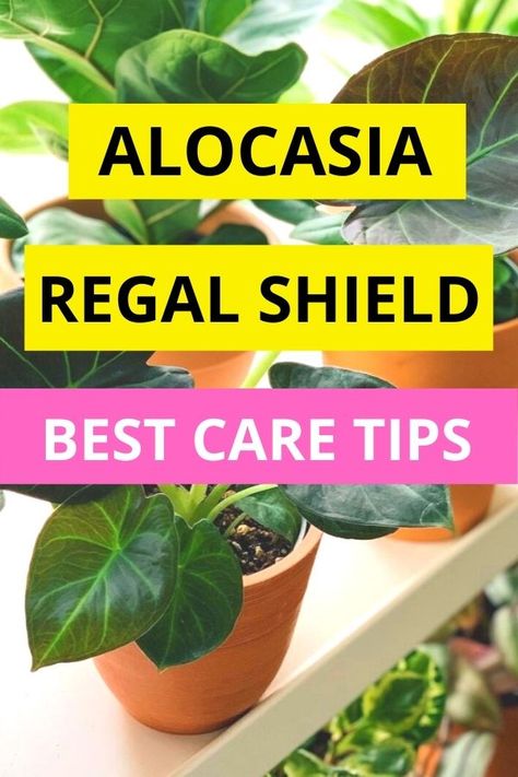 Alocasia Regal Shields, Plant Aesthetics, Alocasia Odora, Alocasia Black Velvet, Houseplant Collection, Alocasia Plant, Elephant Ear Plant, Green Things, Plant Problems