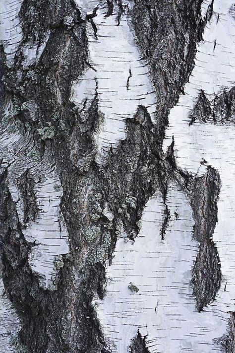 Bark of birch tree royalty free stock images Tree Photography, Birch Bark, Birch Tree, Tree Bark, Single Image, Tree Of Life, Stock Images Free, Art Projects, Royalty