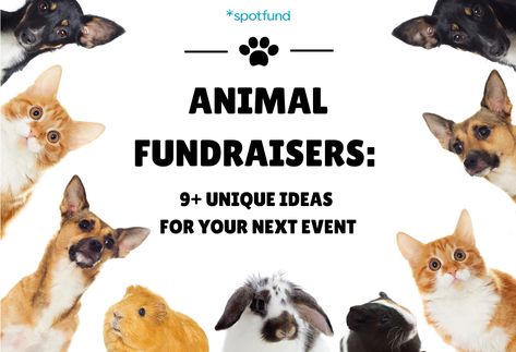 Fundraising Ideas Animal Rescue, Fundraising Ideas For Animal Shelters, Pet Fundraiser Ideas, Animal Fundraising Ideas, Dog Fundraising Ideas, Animal Shelter Fundraiser, Dog Fundraiser, Cat Neutering, Fundraiser Food