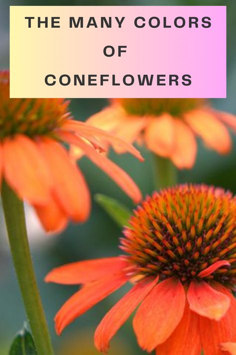 See many colors and types of coneflowers and tips to care for coneflowers too. Coneflowers Perennial Gardens, Coneflower Colors, Cone Flowers Perennials, Echinacea Colors, Coneflower Landscaping, Illinois Bundleflower, Coneflower Care, Orange Coneflower, Woodland Yard