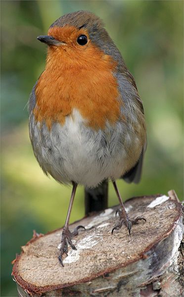 the English Robin, which is a sub-species of the European Robin.  I think this little bird is adorable.  I hope to see one in person, one day European Robin, Robin Redbreast, Bird Sitting, Robin Bird, Pretty Birds, Bird Photo, Colorful Birds, Cute Birds, Little Birds