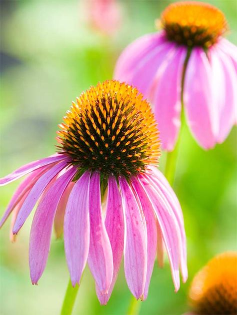 The Best Perennials for Your Yard: 'Magnus' Purple Coneflower ♥ Tall Perennial Flowers, Plants That Attract Butterflies, Purple Coneflower, Best Perennials, 강아지 그림, Have Inspiration, Flowers Perennials, Autumn Garden, Shade Garden