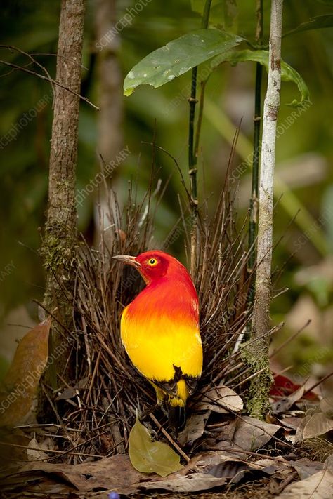 Flame Bowerbird in Bower animal art God Exists, Blue Berries, Amazing Birds, Bird Stand, Flying High, Beautiful Bird, Beautiful Fish, Sunset Colors, Bird Pictures