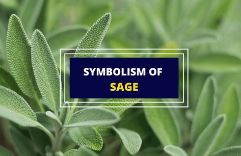 Sage Meaning, Sage Spiritual, Herb Meanings, Plant Symbolism, Flower Symbols, Sage Uses, Sage Herb, Flower Symbol, Green Sage