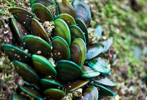 Green Mussels by schaazzz, via Flickr Green Mussels, Green Lipped Mussel, Pretty Fish, Ocean Treasures, Bearded Collie, Environmental Design, Weird Animals, Sea Animals, Nature Animals