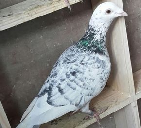 Homing Pigeons For Sale, Racing Pigeons For Sale, Homer Pigeon, Pigeon Photography, Pigeon Coop, Pigeons For Sale, Pigeon Racing, Gabbar Singh, Pigeon Pictures