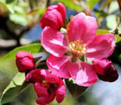 Michigan State Flower - Apple Blossom Michigan State Flower, Norse Words, State Flowers, State Of Michigan, Bountiful Harvest, Rose Family, Crab Apple, Salmon Color, Apple Blossom