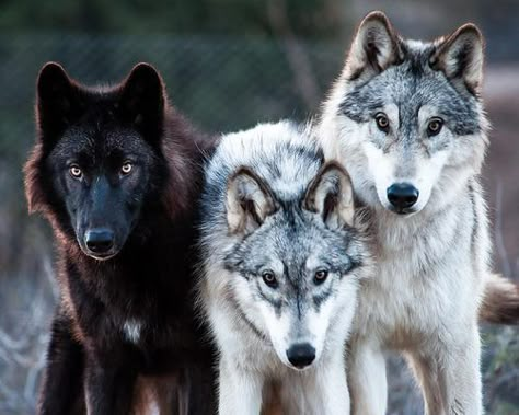 Wolf Poses, Dogs Aesthetic, Wolf Images, Wolf Stuff, Wolf Photography, Allison Argent, Wolf Photos, Wolf Spirit Animal, Timber Wolf